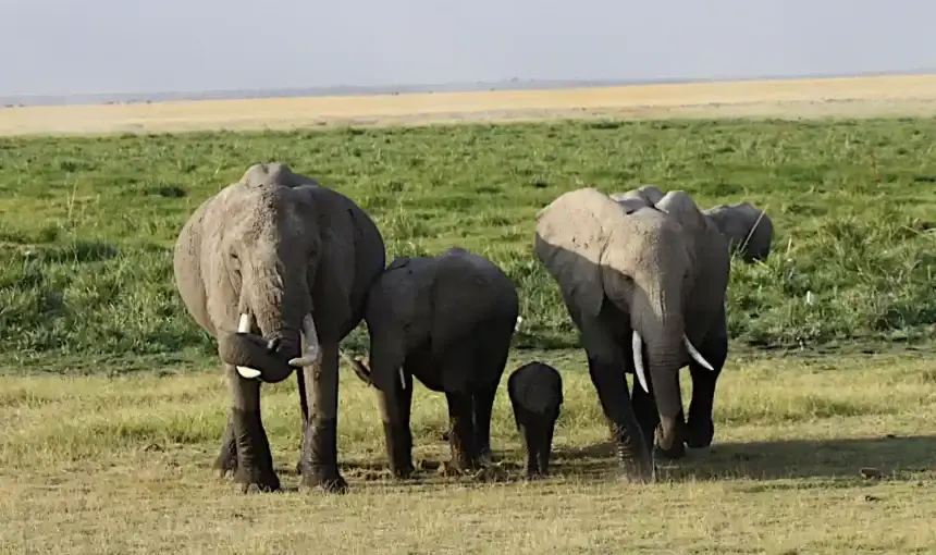 Quando andare in Kenya