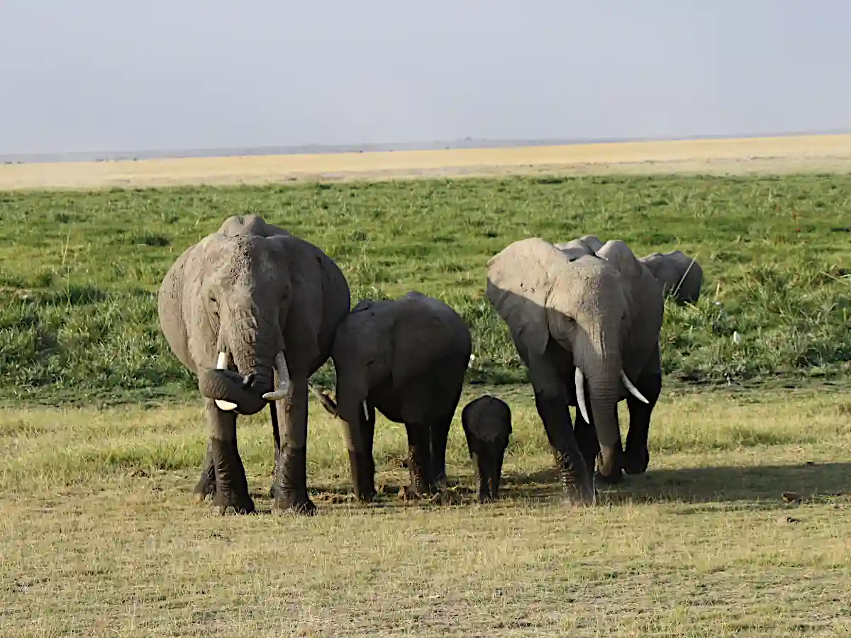 Piccolo di elefante africano che gioca nel fango durante la stagione delle piogge in Kenya