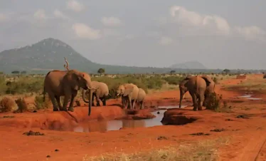Elefanti rossi Tsavo Est safari fotografico Kenya