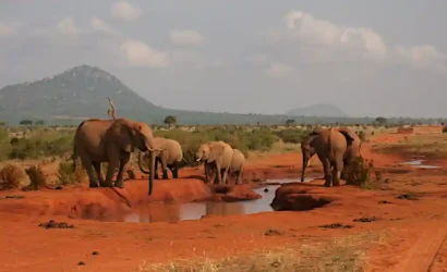 Elefanti rossi Tsavo Est safari fotografico Kenya
