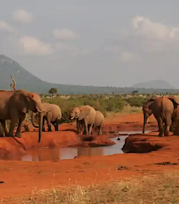 Elefanti rossi Tsavo Est safari fotografico Kenya