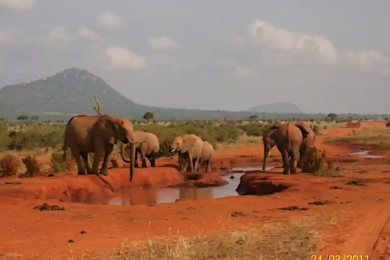 Elefanti rossi Tsavo Est safari fotografico Kenya