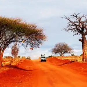 Jeep da safari Wilderness 360 su strada di terra rossa nello Tsavo, affiancata da un'acacia a sinistra e un imponente baobab a destra.