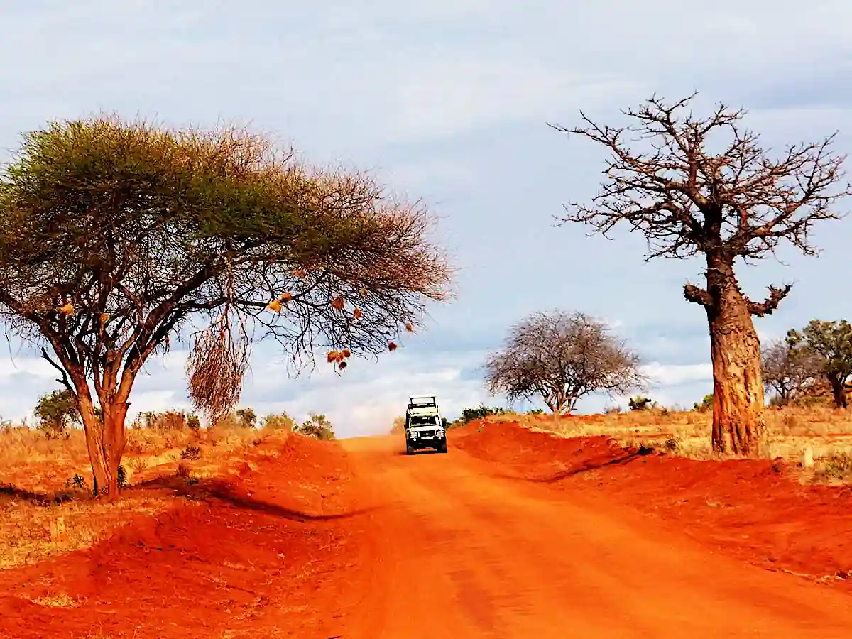 Jeep da safari Wilderness 360 su strada di terra rossa nello Tsavo, affiancata da un'acacia a sinistra e un imponente baobab a destra.