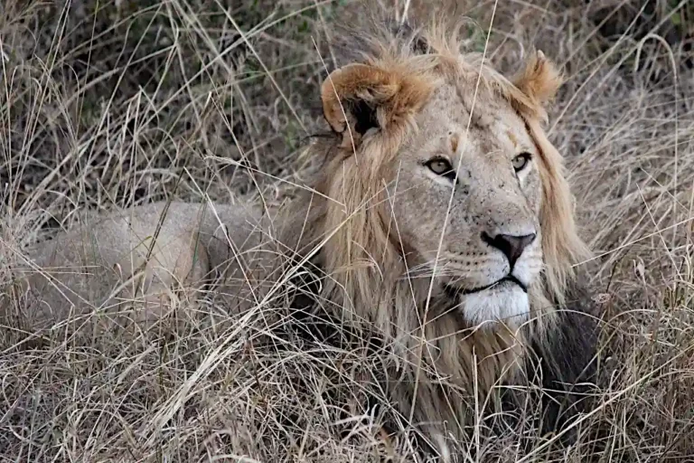 Un leone a riposo nella Mara Naboisho Conservancy