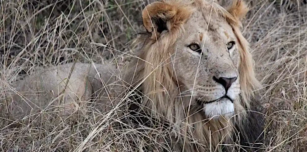 Un leone a riposo nella Mara Naboisho Conservancy