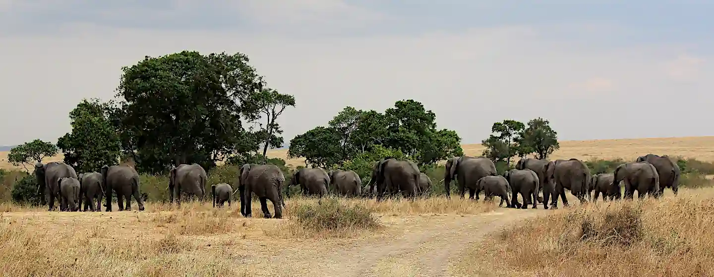 Vista panoramica a 360 gradi nel masai mara con elefanti