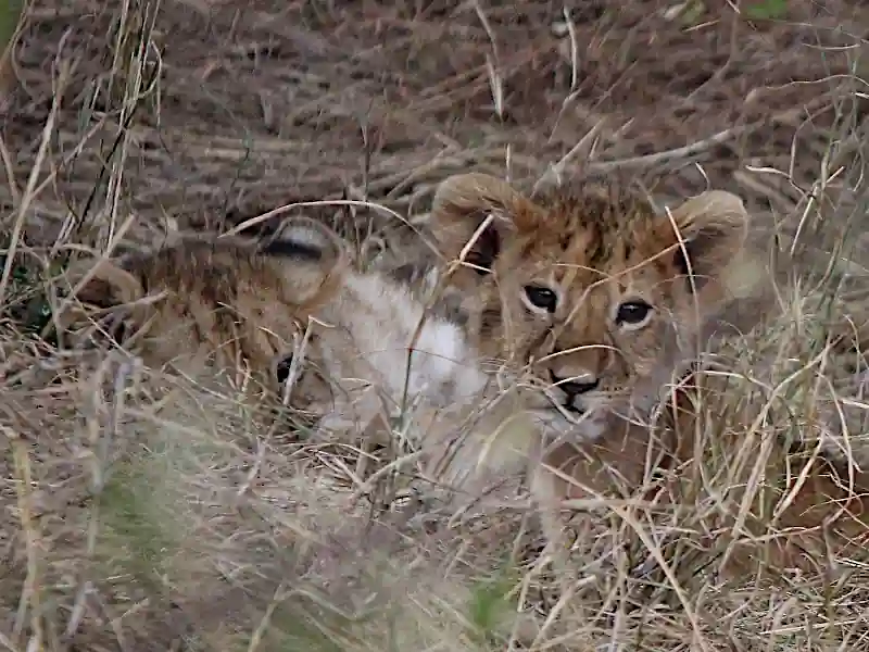 Primo piano di due piccoli cuccioli di leone seduti vicini che guardano curiosi verso l'obiettivo.
