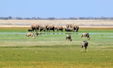 Elefanti nelle paludi del parco Amboseli