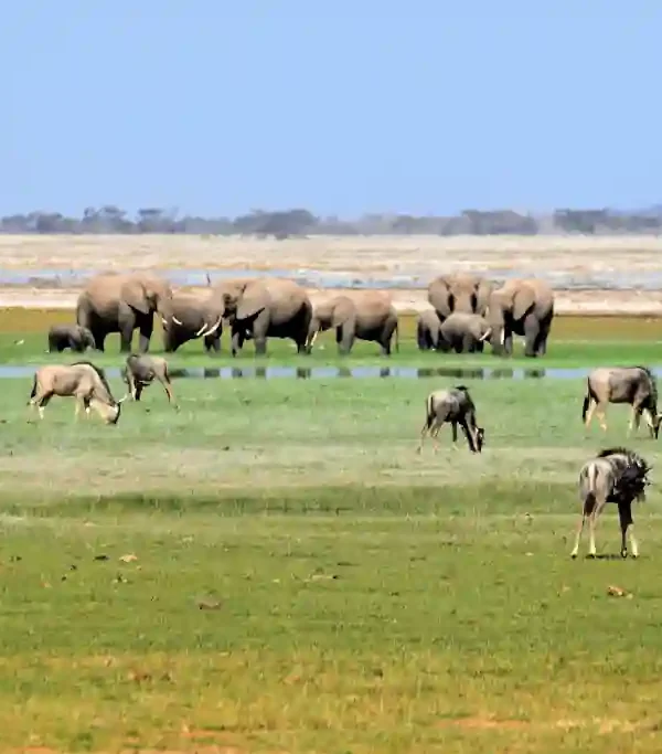 Elefanti nelle paludi del parco Amboseli