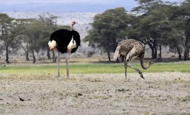 parco Amboseli safari