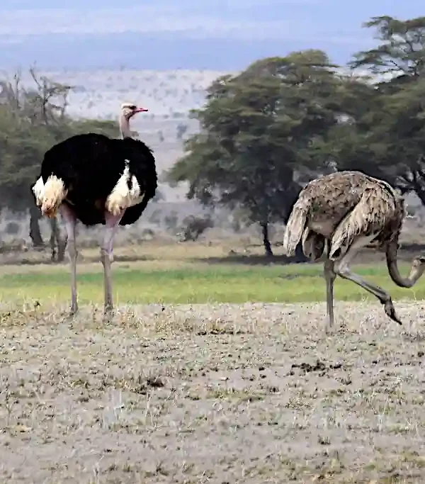 parco Amboseli safari