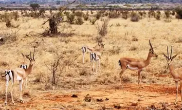 Antilopi thomson dello Tsavo East safari Wilderness 360