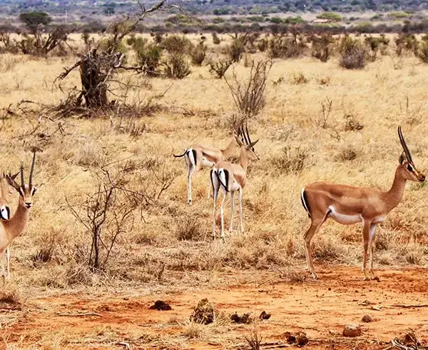 Antilopi thomson dello Tsavo East safari Wilderness 360