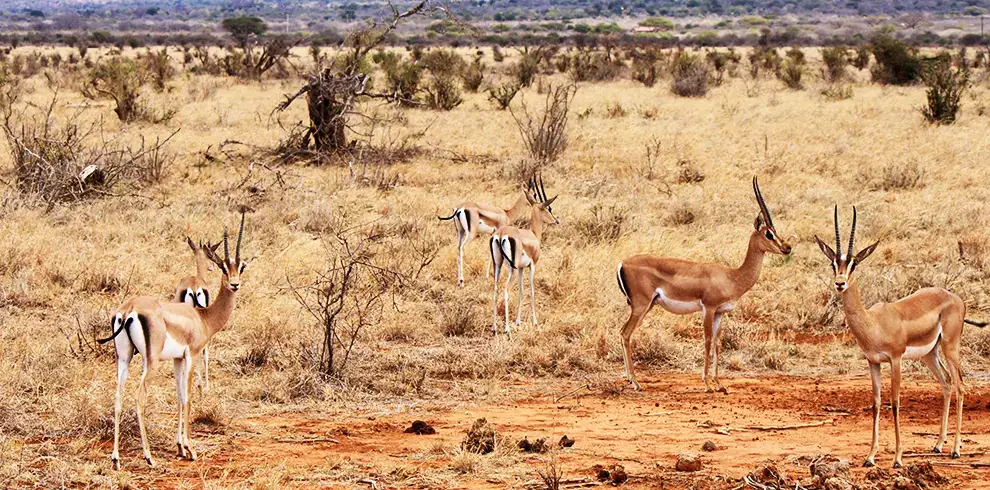 Antilopi thomson dello Tsavo East safari Wilderness 360