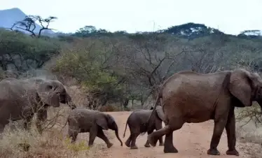 Elefanti rossi dello Tsavo safari Wilderness 360