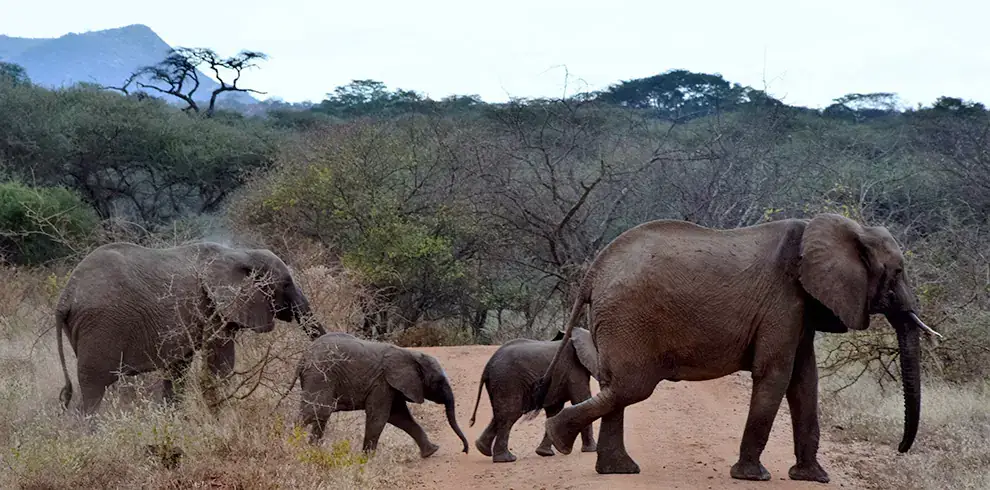 Elefanti rossi dello Tsavo safari Wilderness 360