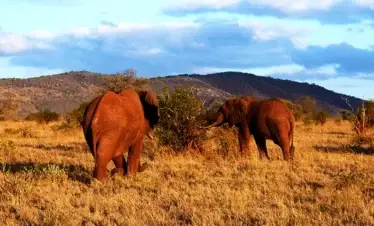 Elefanti rossi dello Tsavo East safari Wilderness 360