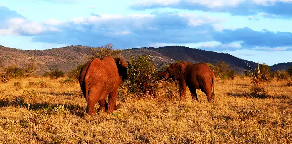 Elefanti rossi dello Tsavo East safari Wilderness 360