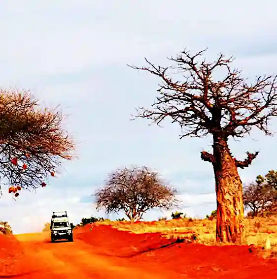 Esplora altri safari disponibili su Wilderness 360