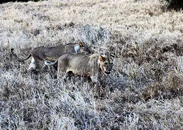 leone dello Tsavo East safari Wilderness 360