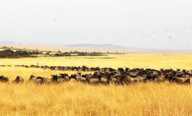 migrazione degli gnu nel Masai Mara durante Expedition Kenya Safari