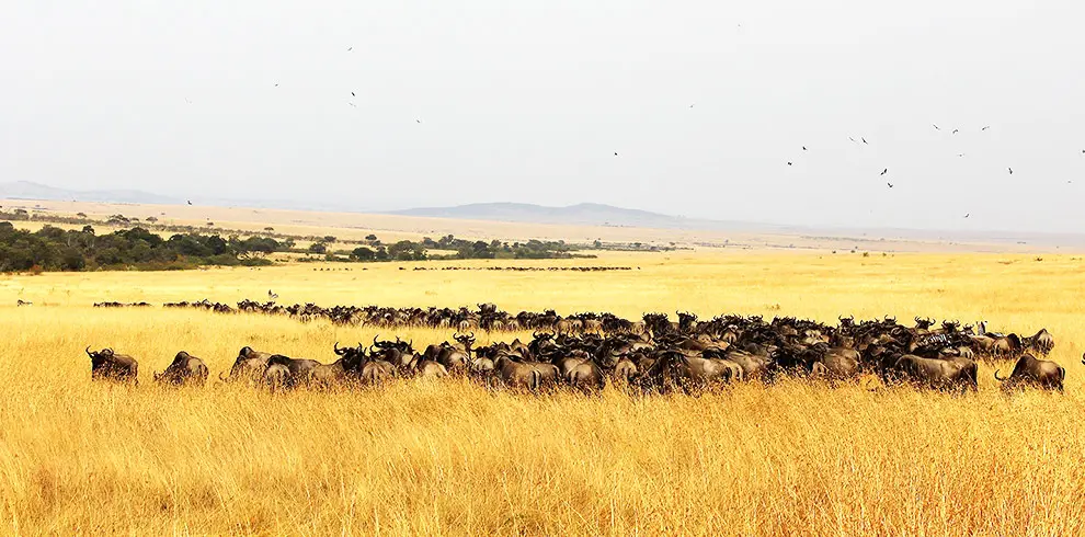 migrazione degli gnu nel Masai Mara durante Expedition Kenya Safari