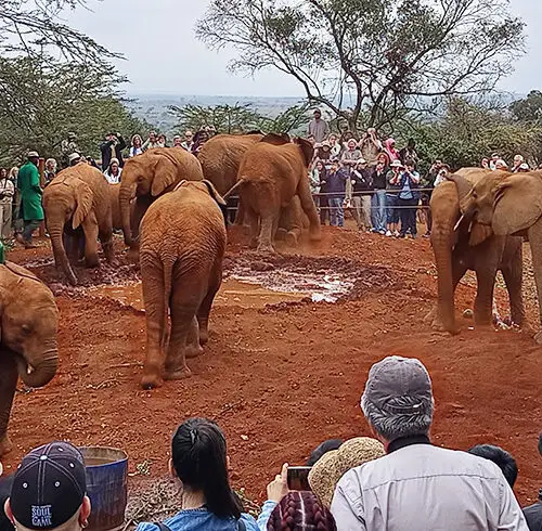 Elefanti orfani durante il bagno nel fango a Sheldrick