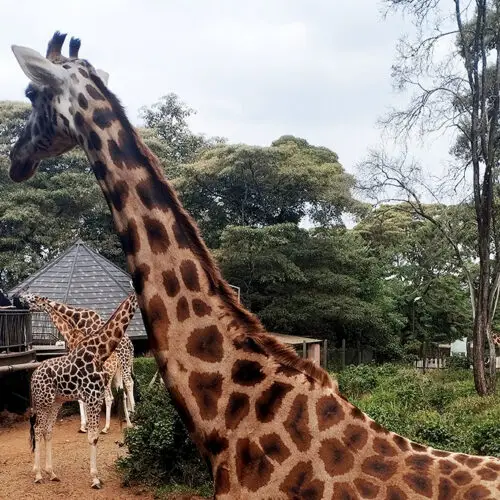 Giraffe Centre Tour Nairobi