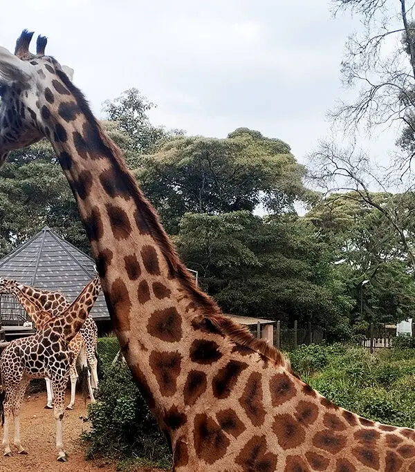 Giraffe Centre Tour Nairobi