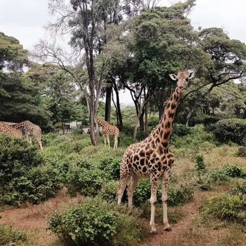 Giraffe Centre Tour Nairobi con giraffa di Rothschild