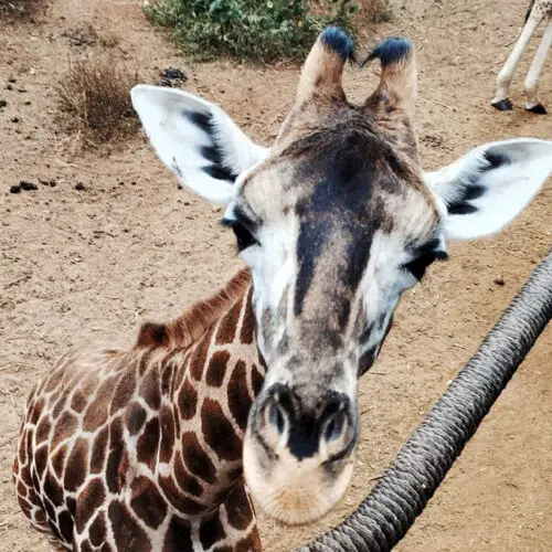 Giraffe Centre Tour Nairobi incontro con cucciolo giraffa di Rothschild