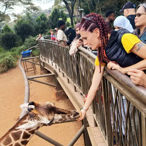 Giraffe Centre Tour Nairobi incontro con giraffe di Rothschild