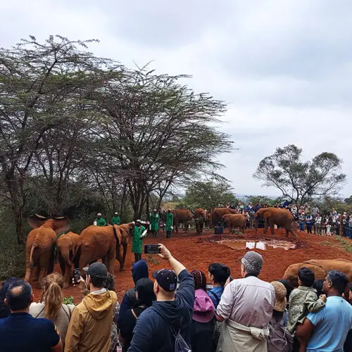 Nairobi Safari con elefanti orfani allo Sheldrick Wildlife Trust