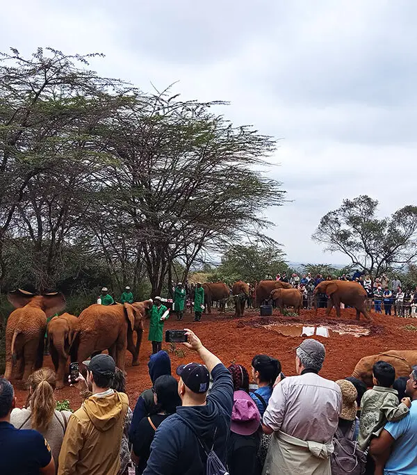 Nairobi Safari con elefanti orfani allo Sheldrick Wildlife Trust