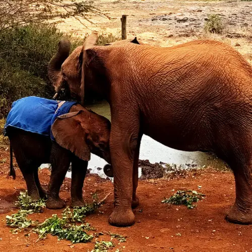 Nairobi Safari con un elefante piu giovane allo Sheldrick Wildlife Trust