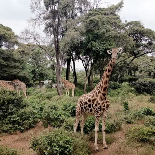 Nairobi Safari visita al Giraffe Centre con giraffa di Rothschild
