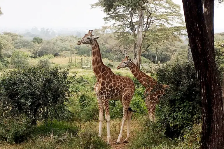 le giraffe di Rothschild