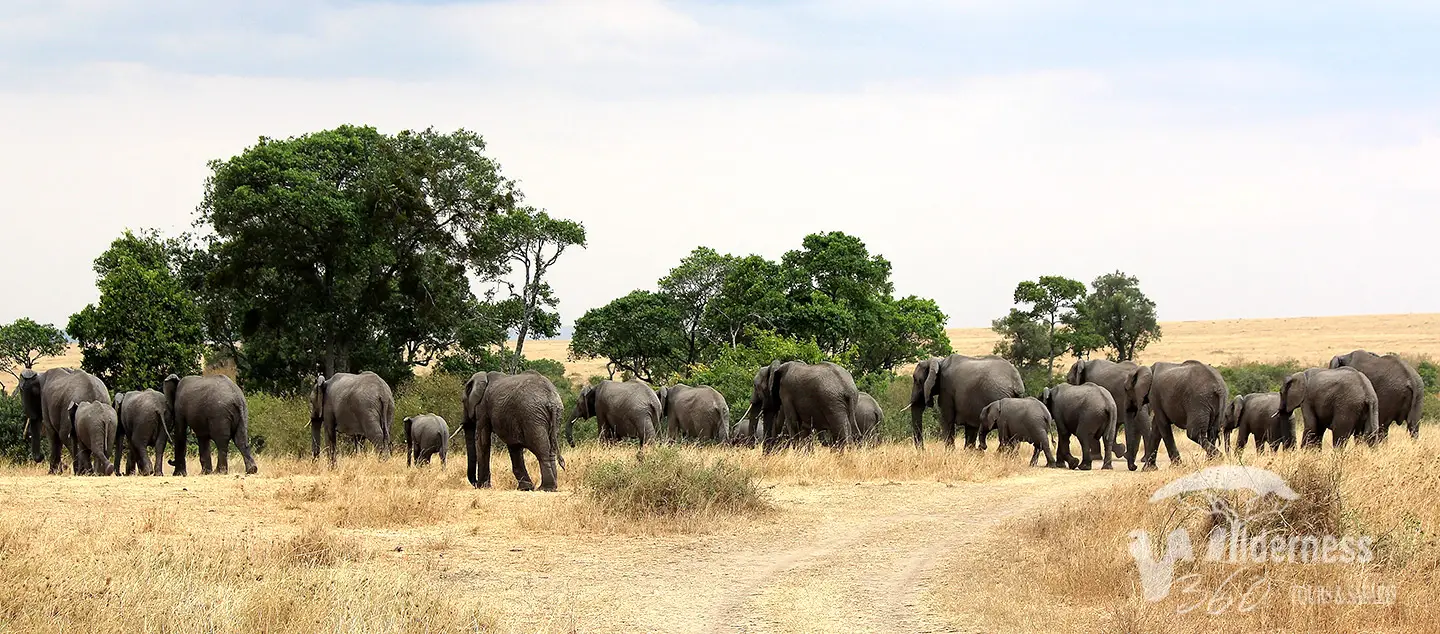 Safari in Kenya da Watamu con elefanti nel Parco Nazionale Amboseli