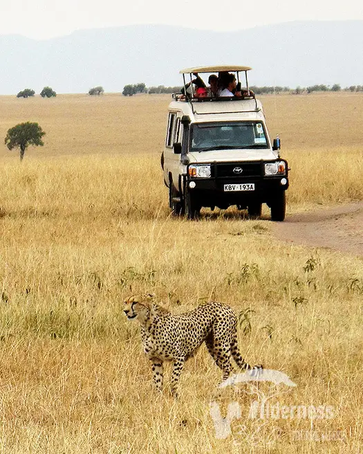 Ghepardo nella savana durante un safari nel Parco Masai Mara in Kenya